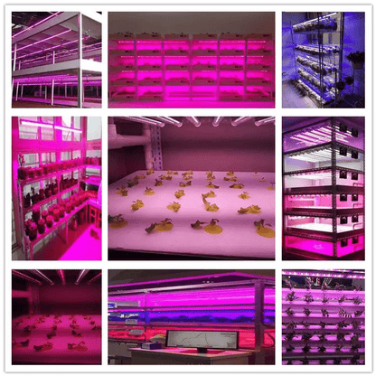 led grow lights, led grow lights for sale, grow lights, grow lights led, led grow light, grow led, grow light, led growing lights, growers lights, grow light led, led light grow light, grow light kits, growing light, growing plants indoors with artificial light, led indoor grow light, led indoor grow lights, grow light for sale, usa made led grow lights, Led shop lights, professional grow lights