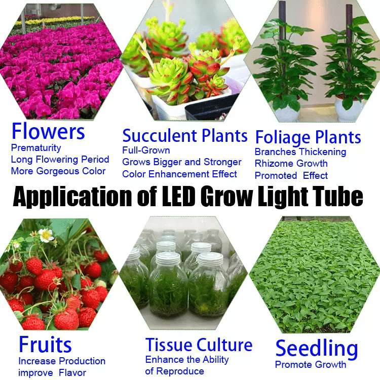 led grow lights, led grow lights for sale, grow lights, grow lights led, led grow light, grow led, grow light, led growing lights, growers lights, grow light led, led light grow light, grow light kits, growing light, growing plants indoors with artificial light, led indoor grow light, led indoor grow lights, grow light for sale, usa made led grow lights, Led shop lights, professional grow lights