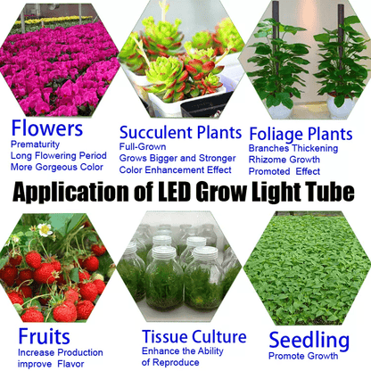 led grow lights, led grow lights for sale, grow lights, grow lights led, led grow light, grow led, grow light, led growing lights, growers lights, grow light led, led light grow light, grow light kits, growing light, growing plants indoors with artificial light, led indoor grow light, led indoor grow lights, grow light for sale, usa made led grow lights, Led shop lights, professional grow lights